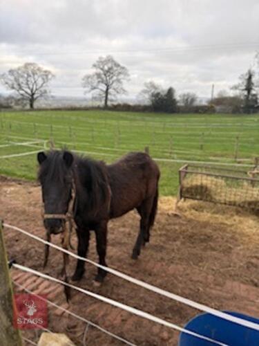 20MO FILLY DARTMOOR PONY