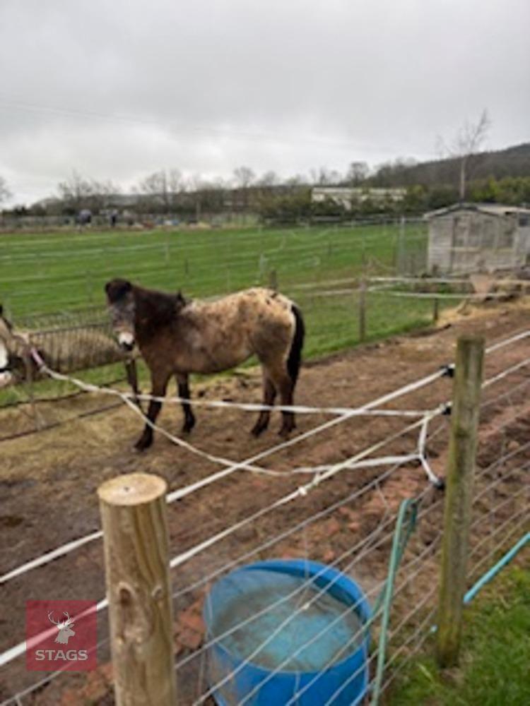 20MO FILLY SPOTTED PONY