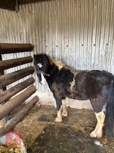 20MO COLT DARTMOOR PONY