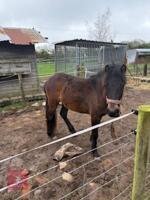 20MO FILLY DARTMOOR PONY