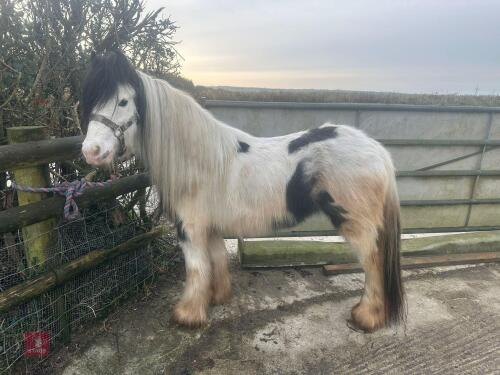 4YO GYPSY COB MARE