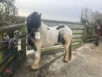 4YO GYPSY COB MARE - 2