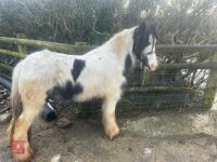 4YO GYPSY COB MARE - 3