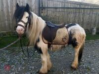 4YO GYPSY COB MARE - 4