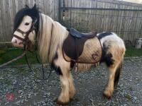 4YO GYPSY COB MARE - 5