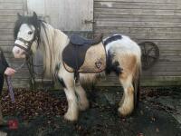 4YO GYPSY COB MARE - 6