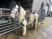 4YO GYPSY COB MARE - 7