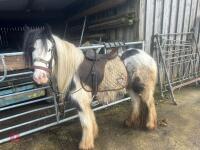 4YO GYPSY COB MARE - 8