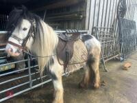 4YO GYPSY COB MARE - 9