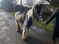 4YO GYPSY COB MARE - 10