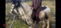 4YO GYPSY COB MARE - 11