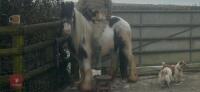 4YO GYPSY COB MARE - 12