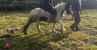 4YO GYPSY COB MARE - 13