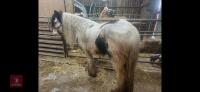 4YO GYPSY COB MARE - 14