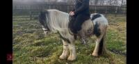 4YO GYPSY COB MARE - 15