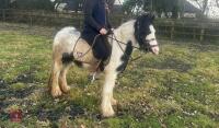 4YO GYPSY COB MARE - 16