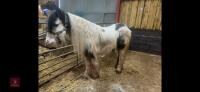 4YO GYPSY COB MARE - 17