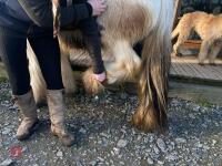 4YO GYPSY COB MARE - 18