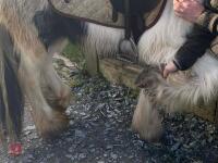 4YO GYPSY COB MARE - 19