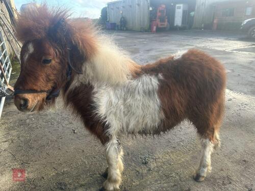 10MO SHETLAND COLT
