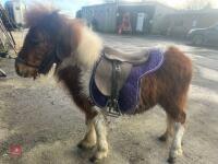 10MO SHETLAND COLT - 2