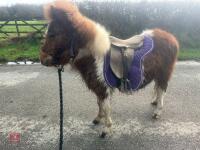 10MO SHETLAND COLT - 3