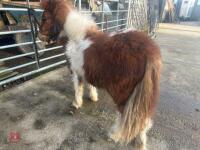 10MO SHETLAND COLT - 4