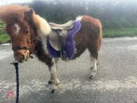 10MO SHETLAND COLT - 5