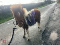 10MO SHETLAND COLT - 6