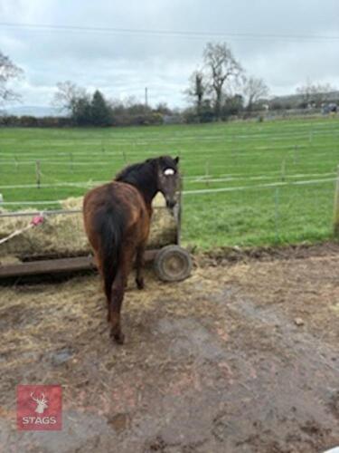 20MO FILLY SPOTTED PONY