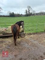 20MO FILLY SPOTTED PONY