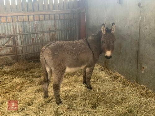 13YO JACK DONKEY