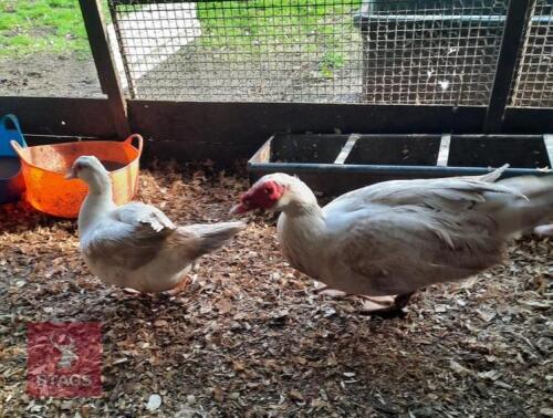 PAIR OF MUSCOVEY DOMESTIC DUCKS - BIDS PER LIFE