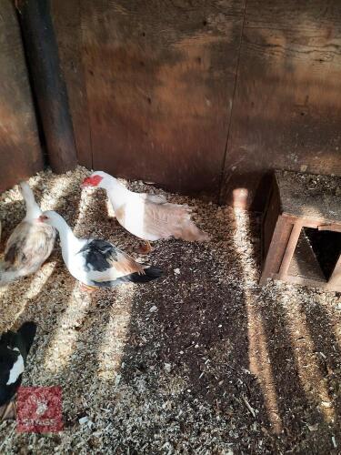 PAIR OF MUSCOVEY DOMESTIC DUCKS - BIDS PER LIFE
