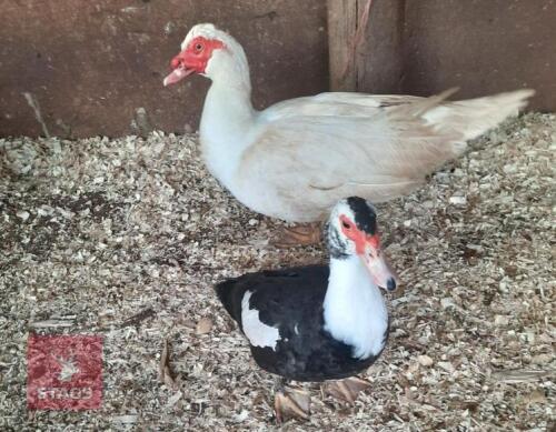 PAIR OF MUSCOVEY DOMESTIC DUCKS - BIDS PER LIFE