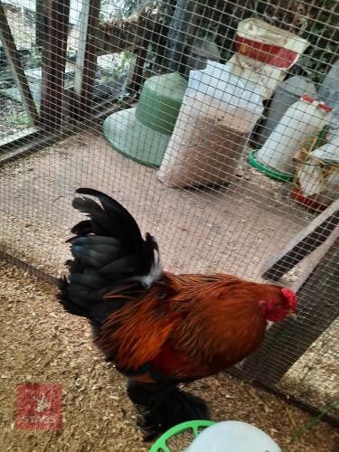 PAIR OF GOLD PARTRIDGE BRAHMA BANTAMS - BIDS PER LIFE