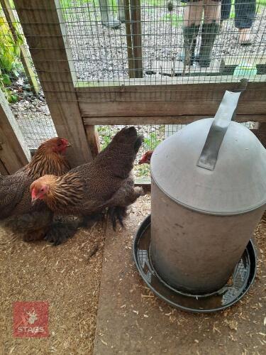 2 X GOLD PARTRIDGE BRAHMA BANTAM HENS - BIDS PER LIFE