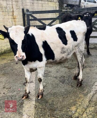 12MO HOLSTEIN FRIESIAN HEIFER