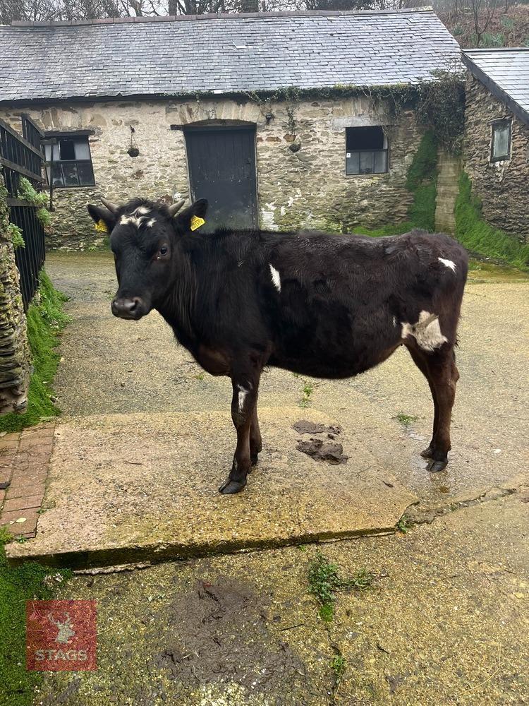 12MO HOLSTEIN FRIESIAN HEIFER