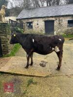 12MO HOLSTEIN FRIESIAN HEIFER - 2