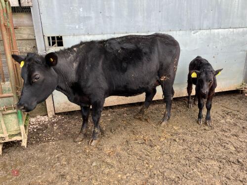 ABERDEEN ANGUS X COW & BULL CALF AT FOOT - BIDS FOR THE GROUP