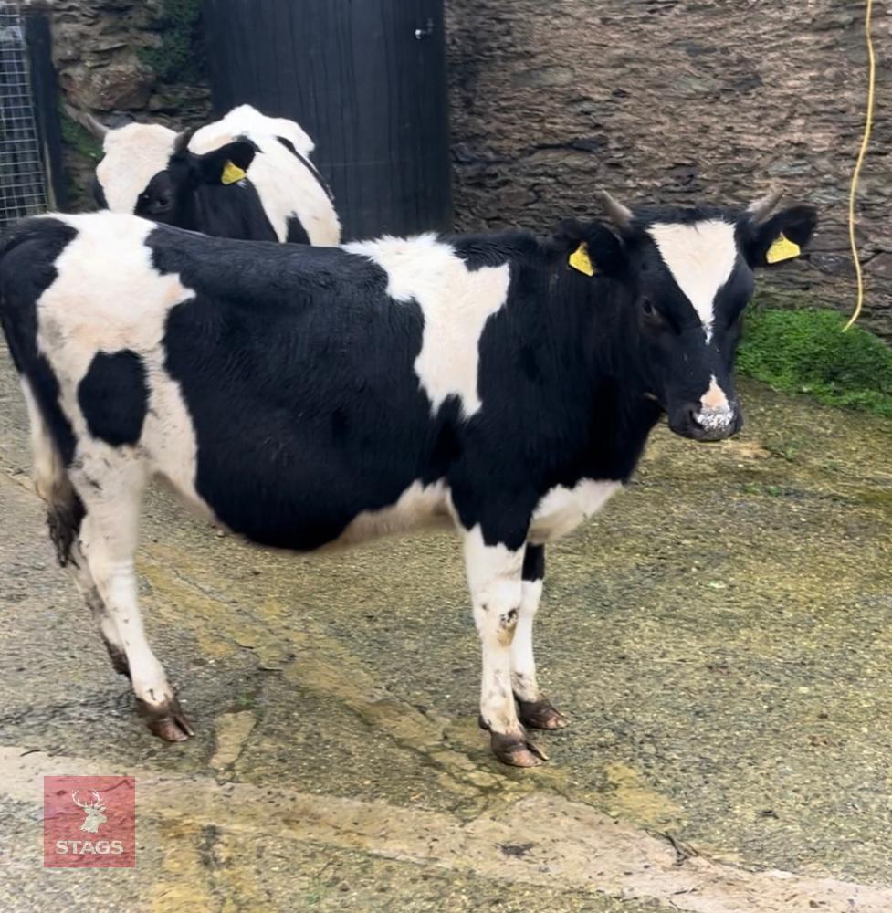 12MO HOLSTEIN FRIESIAN HEIFER