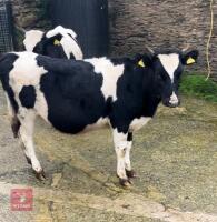 12MO HOLSTEIN FRIESIAN HEIFER