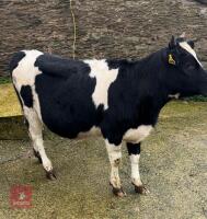 12MO HOLSTEIN FRIESIAN HEIFER - 3