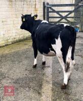 12MO HOLSTEIN FRIESIAN HEIFER - 4