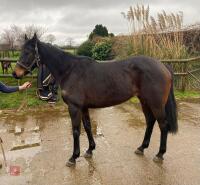 PICKLED PEPPER BAY MARE - 2