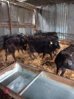 10 X 5MO ANGUS X HEIFERS - BIDS PER LIFE