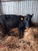 8MO WELSH BLACK X HEIFER