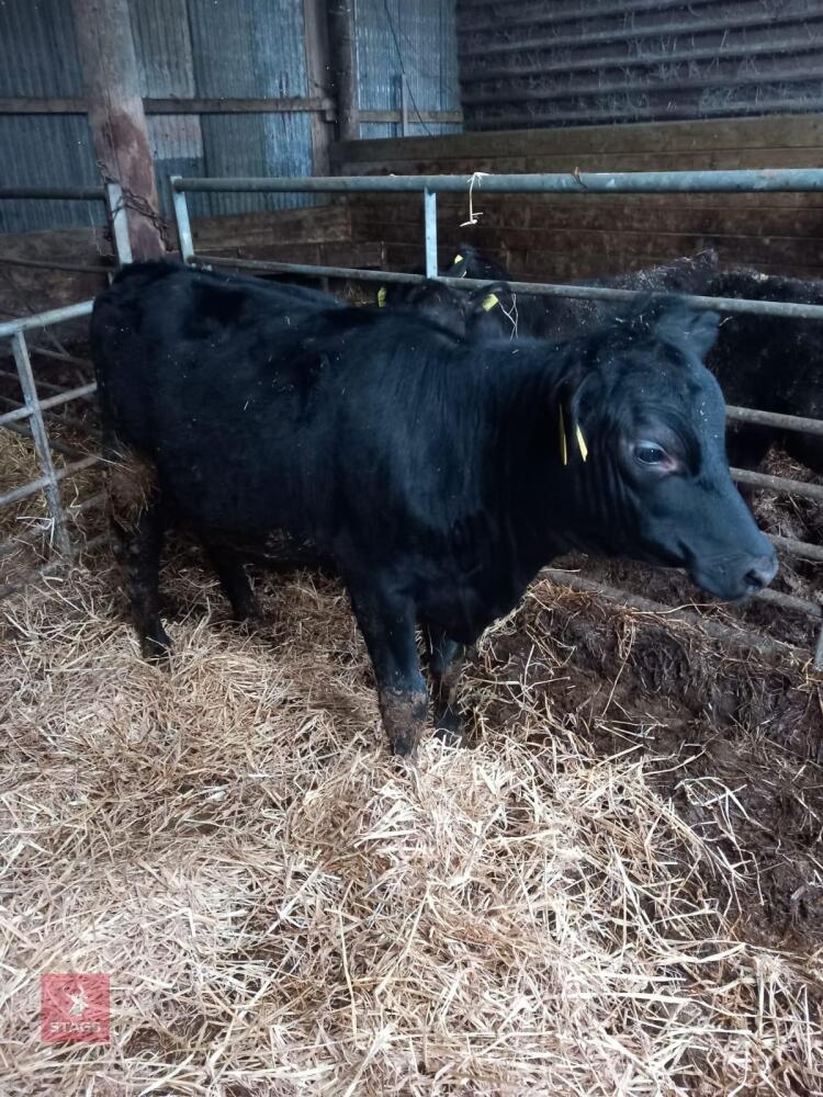 9MO ANGUS X HEIFER