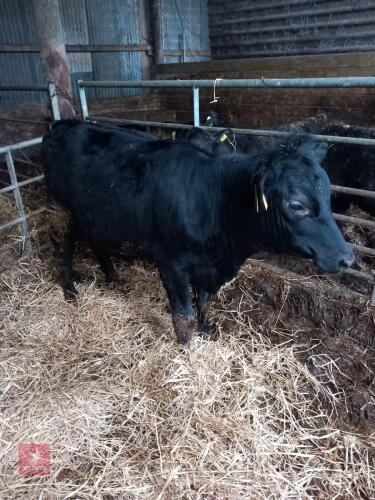 9MO ANGUS X HEIFER